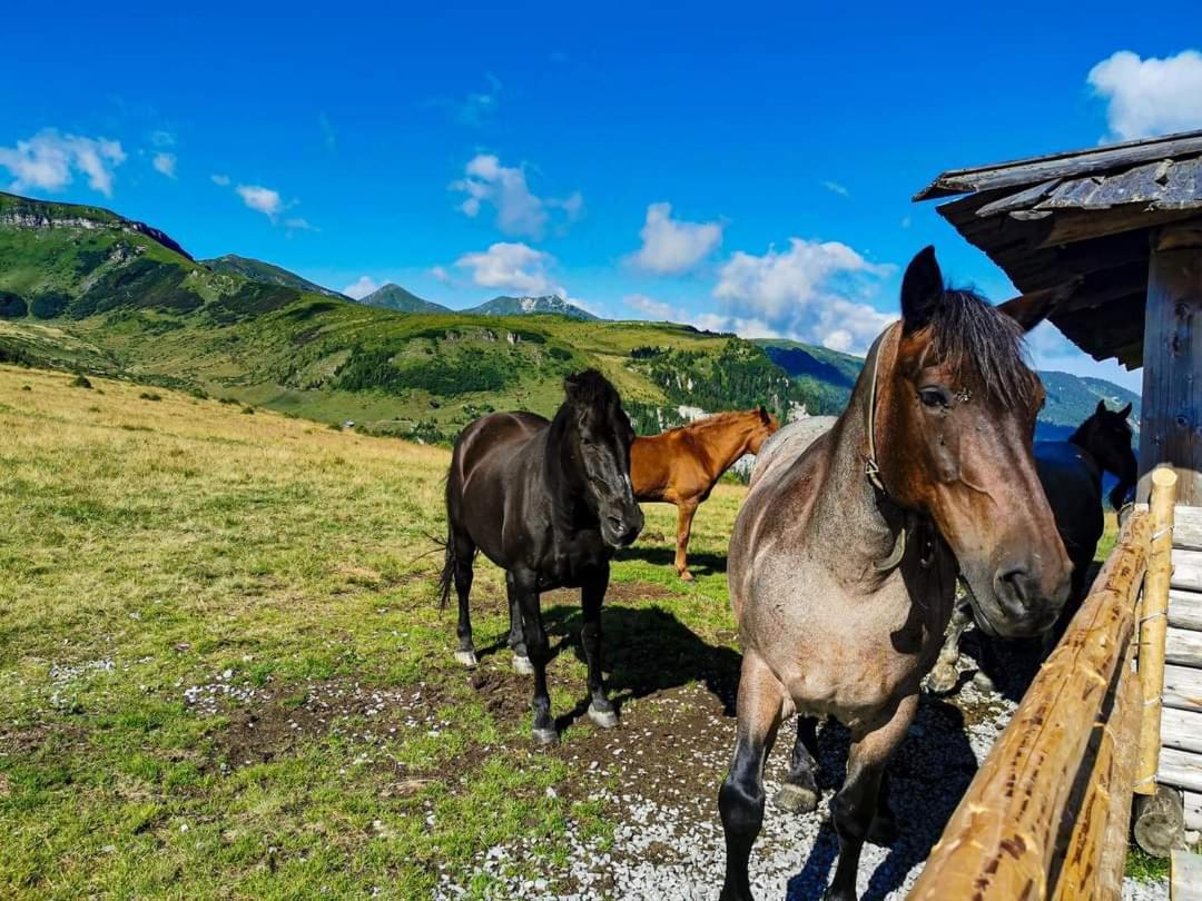 Cabana Cascada Cailor Hotel Borsa  Kültér fotó